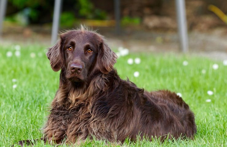 german-longhaired-pointer-gbed857a3a_1920