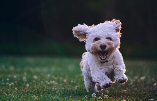 Dog Running