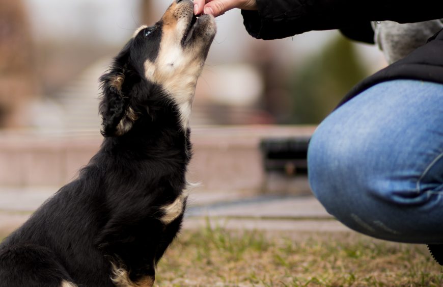 train your dog